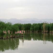 δ